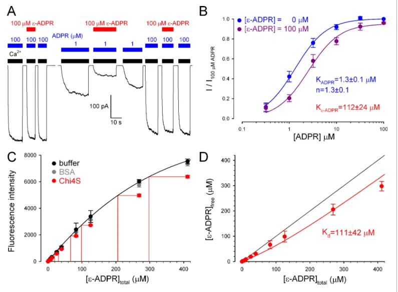 Figure 8. Full-length TRPM2 and the isolated Chi4S protein bind e-ADPR with similar affinities