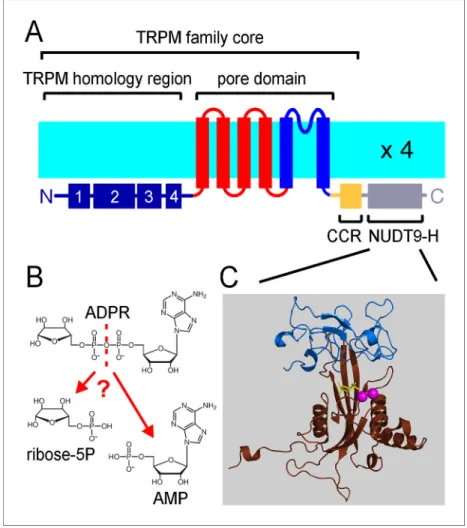 Figure 1. The ligand-binding NUDT9H domain in the context of TRPM2. (A) Topology map of a TRPM2 monomer, showing the N-terminal TRPM homology region (dark blue), the six transmembrane helices which form the pore domain (red and blue), and a C-terminal shor