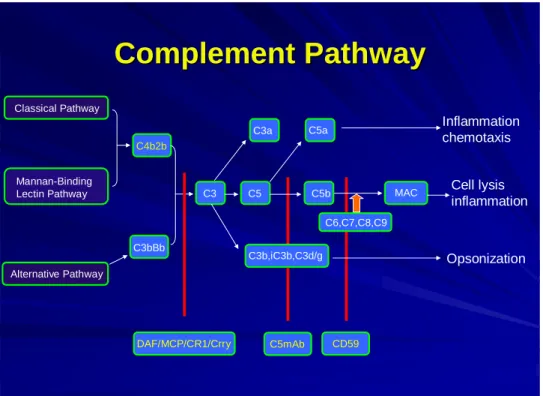 Fig. 1. The complement system     The constituent  pathways of the Complement system and the component  proteins are shown