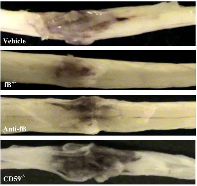 Fig. 5. Macroscopic images of spinal cords isolated at 72 hours postinjury. 