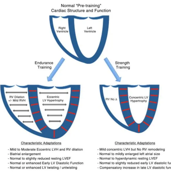 Figure 1. Summary of sport type specific athletic ventricular remodeling. (25) 