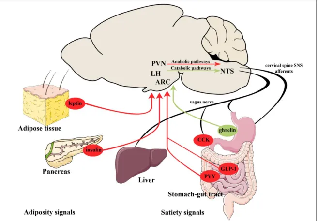 Figure  1:  Schematic  illustration  of  the  peripheral  adiposity  and  satiety  signals  regulating energy homeostasis 