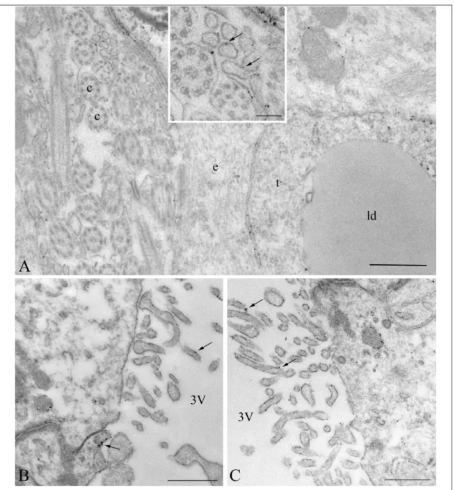 Figure  8:  Ultrastructural  localization  of  Connexin  43  (Cx43)  -immunoreactivity  on  the ventricular surface of tanycytes