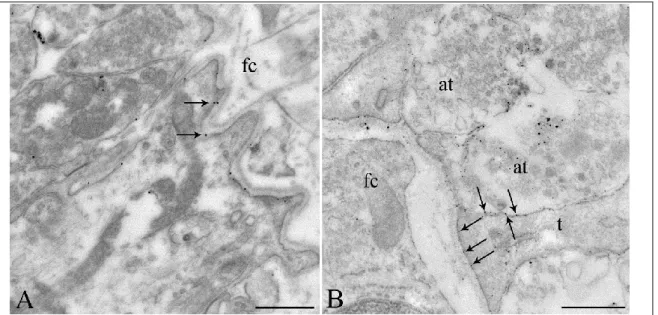 Figure  9:  Ultrastructural  localization  of  Connexin  43  (Cx43)  -immunoreactivity  on  tanycyte end feet processes in the external zone of the median eminence