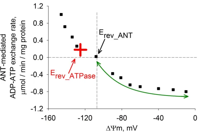 Figure  4.  Plot of the ADP-ATP exchange rate mediated by the ANT vs.  ΔΨm  in  isolated rat liver mitochondria depolarized to various voltages by increasing amounts of  an uncoupler