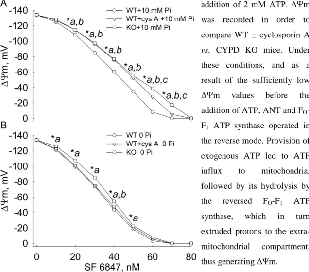 Figure  8.  Effect of CYPD on F 1 -ATPase-mediated H +   pumping as a result of ATP  hydrolysis in intact mitochondria