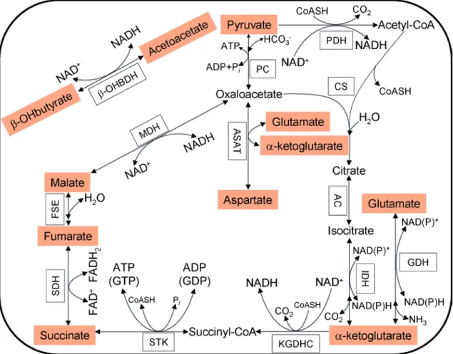Figure  10.  The citric acid cycle and related reactions. Substrates used for isolated  mitochondria in this chapter are highlighted in orange