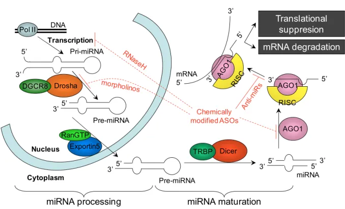 Figure 1. The miRNA machinery and sites of intervention. Micro RNA biogenesis and  function (based on (14), (15), (16), (17), (18))