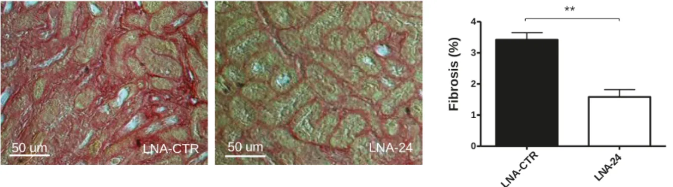Figure 3. Fibrosis development (sirius red-staining) analysis in mice with renal  I/R injury treated with control LNA (LNA-CTR) and LNA-24 and quantification  of results at reperfusion for 7 days