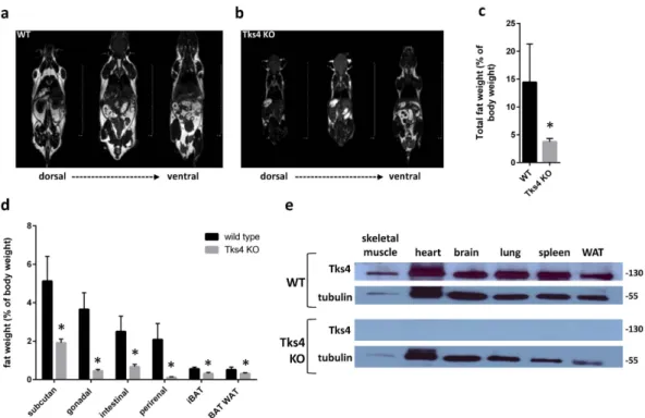 Figure 4d also demonstrates that adiponectin was readily detectable around day 4 in adipocytes derived from  wild type MSCs, while Tks4 deficient cells only started to express adiponectin at low level around day 10