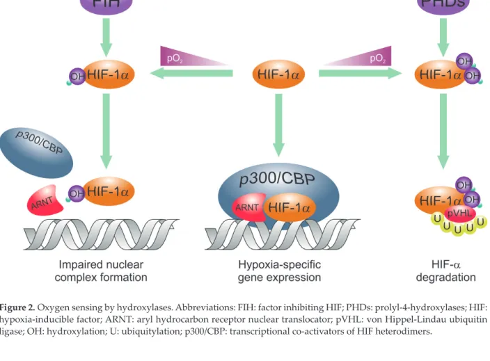 Figure 2. Oxygen sensing by hydroxylases. Abbreviations: FIH: factor inhibiting HIF; PHDs: prolyl-4-hydroxylases; HIF: 