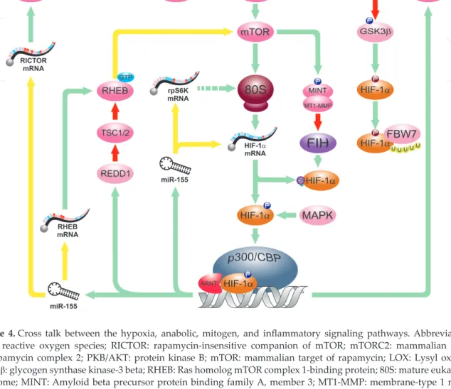 Figure 4. Cross  talk  between  the  hypoxia,  anabolic,  mitogen,  and  inflammatory  signaling  pathways