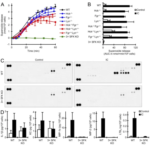 Figure 7.  Hck / Fgr / Lyn /  neutrophils fail to respond to immune complex stimulation