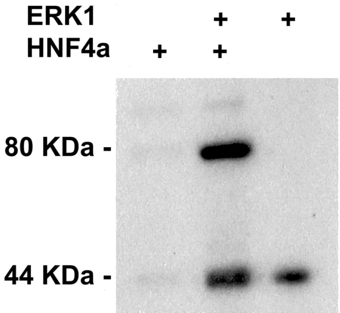 Fig 1. In vitro phosphorylation assay of HNF4α by ERK1 kinase. The phosphorylation assay was carried out with in vitro translated human recombinant HNF4α protein, ERK1 kinase and radioactively labelled [γ- 32 P] ATP