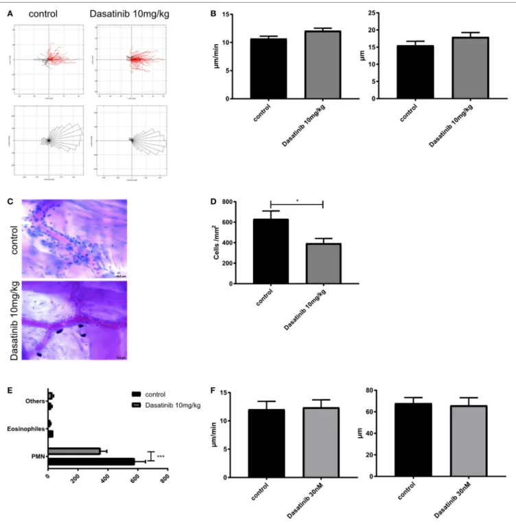 FigUre 3 | Dasatinib treatment strongly reduces leukocyte extravasation. In vivo crawling experiments were analyzed in rmTNF- α -stimulated Cremaster muscle  tissue of Lyz 2 GFP mice, pretreated orally with 10 mg/kg dasatinib in Methylcellulose, or with Me