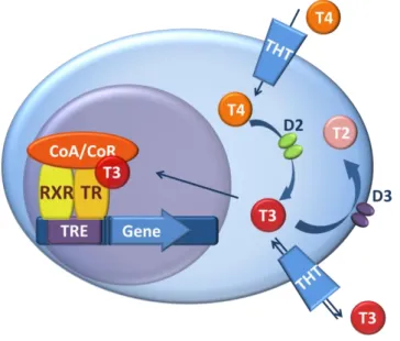 Figure 1. TH action and its regulation by TH transporters and deiodinases. T3 ligands  the TR/RXR(Retinoid X receptor) heterodimer binding to  a thyroid hormone response  element (TRE) in the regulatory region of TH responsive genes