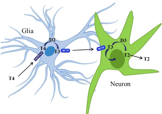 Figure  4.  Compartmentalization  of  TH  activation  and  inactivation  in  the  CNS