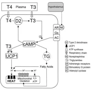 Figure  5.  Cold  induced  sympathetic  activation  of  iBAT  is  regulated  by  the  hypothalamus  and  local  mechanisms