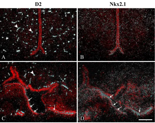 Figure  7. D2 and Nkx2.1 mRNA expression in  the E13  chicken hypothalamus.  Dark- Dark-field images of (A,C) type 2 deiodinase (D2) and (B,D) Nkx2.1 in situ hybridization in  E13  chicken  mediobasal  hypothalamus  (MBH)  (blue)