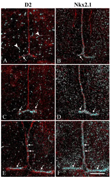 Figure  8. D2  and  Nkx2.1  mRNA  expression  in  P2  chicken  hypothalamus.  Dark-field  images  of (A,C,E) type  2 deiodinase (D2) and (B,D,F) Nkx2.1  in situ  hybridization in  P2 chicken mediobasal hypothalamus (MBH) (blue)