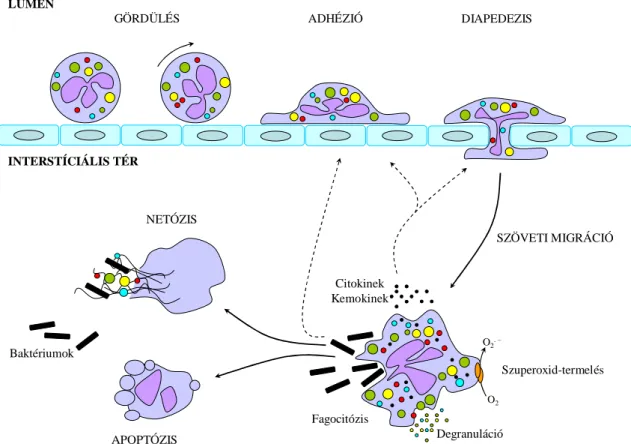 3. ábra: A neutrofil granulociták működésének sematikus ábrázolása. (Saját rajz) 