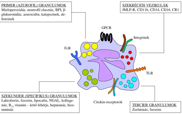 4. ábra: A neutrofil granulociták legfőbb sejtfelszíni receptorai és granulum-típusai