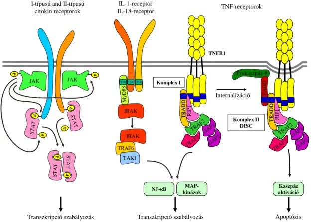 8. ábra: A neutrofil granulociták citokin-receptorairól induló jelátviteli utak. (Forrás: [III]) 