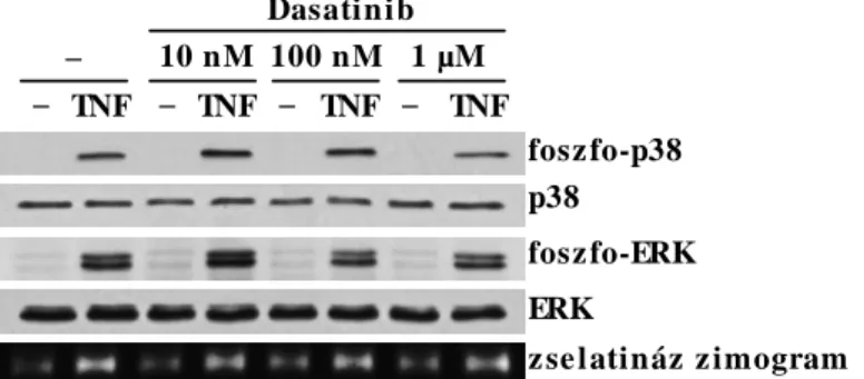 23. ábra: A dasatinib nem  befolyásolta jelentős  mértékben a 20  ng/ml  humán  TNF  hatására  sejtszuszpenzióban  létrejövő  p38  MAP-kináz  és  az  ERK  foszforilációját,  valamint  nem  gátolta  a  zselatináz-ürítést