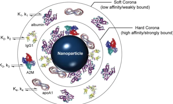 Figure 5: Schematic representation of protein corona formation on a nanoparticle  surface 