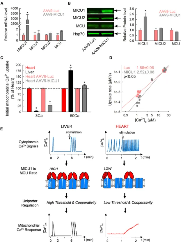 Figure 4. Increasing the MICU1 to MCU Ratio in the Heart Leads to a Liver-like mtCU Phenotype