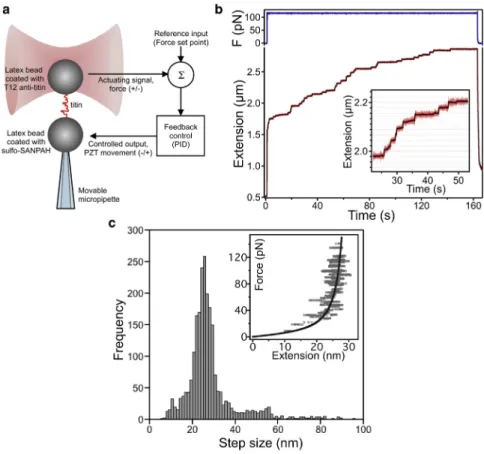 FIGURE 1 Titin nanomanipulation with force- force-clamp optical tweezers. (a) Experimental layout of the molecular manipulation and feedback  con-trol