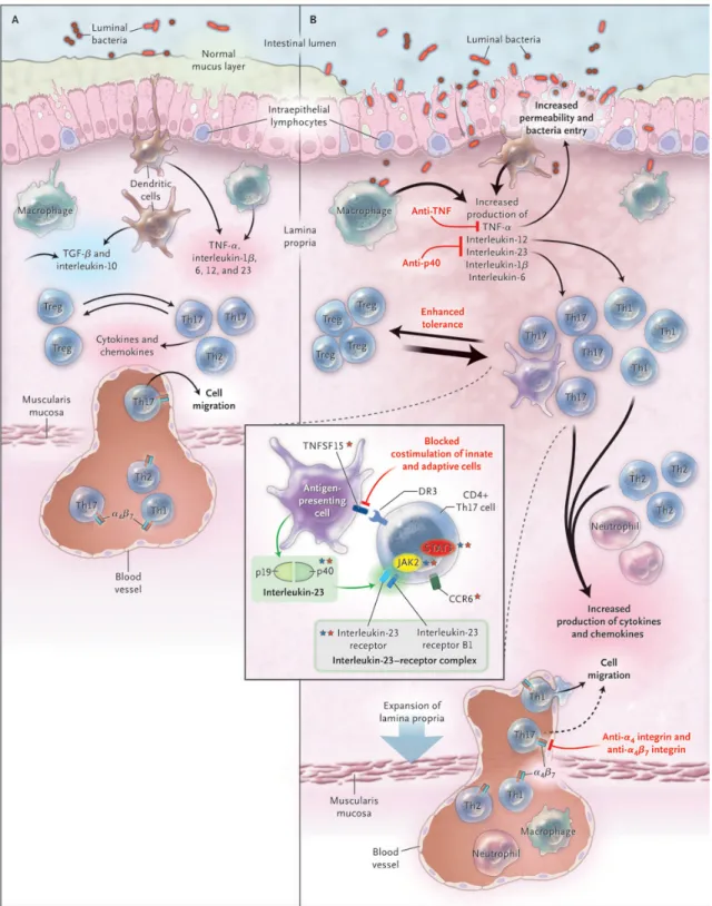 1. ábra: A mucozális immunrendszer működésének sematikus ábrája A: normál,  egészséges körülmények között B: IBD-ben (185)