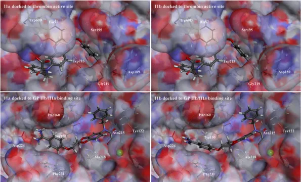 Fig. 2. Compounds 11a (R-isomer, left) and 11b (S-isomer, right) docked to thrombin active site (top) and GPIIb/IIIa binding site (bottom).