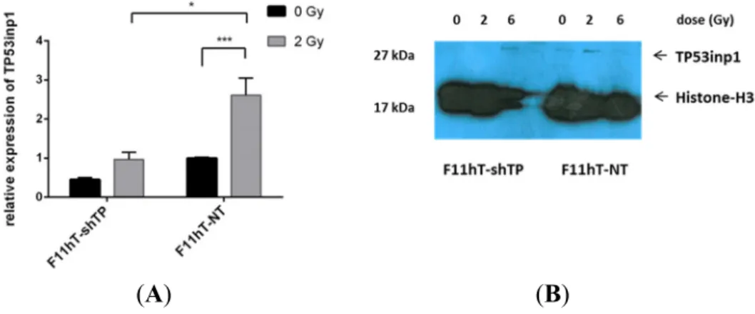 Figure 2.  TP53inp1 gene silencing in F11hT-NT and F11hT-shTP cells. (A) Values were  calculated by qPCR with the ΔΔCT method