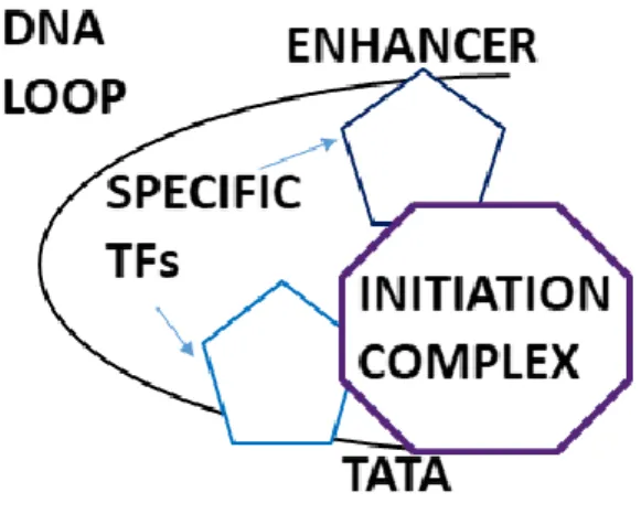 Figure 1. DNA looping. Transcription factors bound at enhancers interact with  the general transcription factors at the promoter via DNA loops