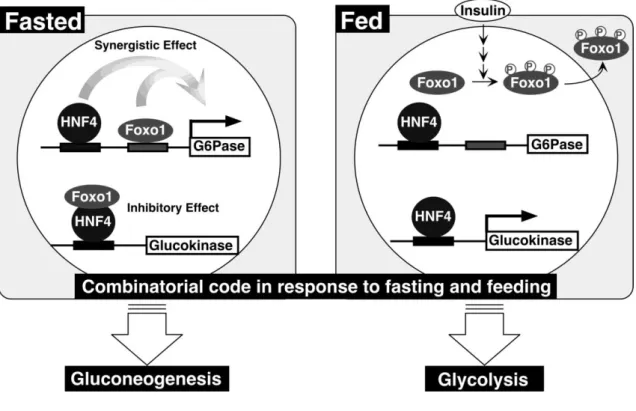 Figure  8.  Regulation  of  glucose  homeostasis  by  FoxO1  and  HNF4α  [117].  Upon 