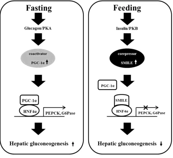 Figure  9.  Regulation  of  hepatic  gluconeogenesis  by  HNF4α  and  PGC-1α  [120]. 