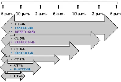 Figure  10.  Summary  of  groups  and  animals  in  the  fasting-refeeding  experiment
