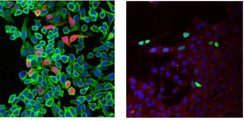 Figure 12. Nuclear localisation of Argfx and Dprx transfected in HeLa cells. Images  show nuclei (blue DAPI), ectopic protein (red for Argx on left panel and green for Dprx  on right panel) and actin cytoskeleton (green for Argfx and red for Dprx phalloidi