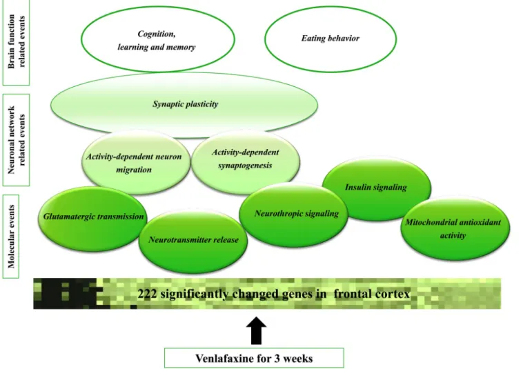 Figure 4. Summary of the transcriptomic changes in frontal cortex caused by three weeks long venlafaxine administration