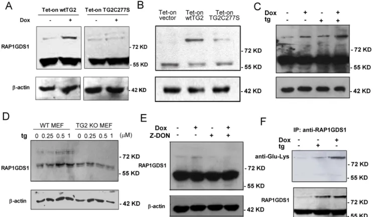 Figure 5. Ca 2+ -activated TG2 cross-links RAP1GDS1. Expression of RAP1GDS1 analyzed by Western blotting in Tet-on wtTG2 and Tet-on TG2C277S cells treated or not with Dox (50 mM) for (A) 6 or (B) 18 hours