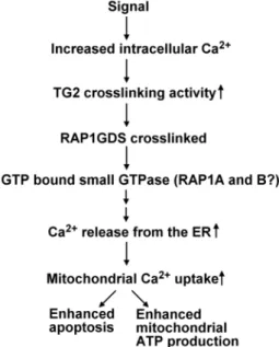 Figure 8. Proposed mechanism through which the crosslinking activity of TG2 might amplify Ca 2+ signals in the cell