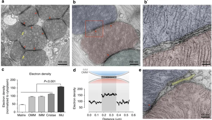 Figure 1 | Electron-dense inter-mitochondrial junctions (IMJs) link adjacent mitochondria in the heart