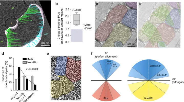 Figure 2 | Mitochondrial cristae are more abundant and coordinate at IMJs. (a,b) Three-dimensional tomographic reconstruction used to quantify cristae abundance at mito–mito (green) and mito–myoﬁbrils (MF, blue) contacts