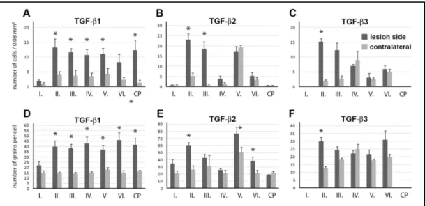 3. ábra TGF-β fehérjék expressziója a lézió körüli különböző agyterületeken 24 órás tranziens  MCAO-t követően (Pal és mtsai