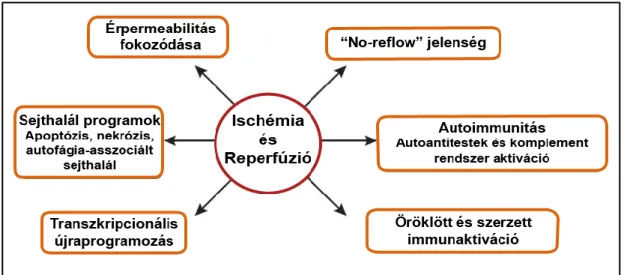 1. ábra Ischémia és reperfúzió által érintett biológiai folyamatok (Eltzschig és Eckle 2011) 