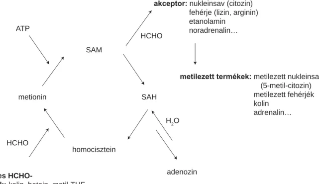 1. ábra A transzmetilezés folyamata. A metioninból ATP-vel SAM keletkezik, majd egy metilcsoport leadásával SAH-há alakul