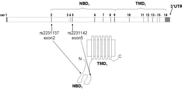2. ábra Az ABCG2 protein felépítése és az általunk vizsgált polimorfizmusok  elhelyezkedése a génben, ill