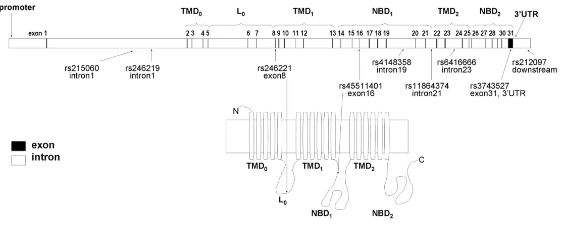3. ábra Az ABCC1 protein felépítése és az általunk vizsgált SNP-k elhelyezkedése a génben, ill