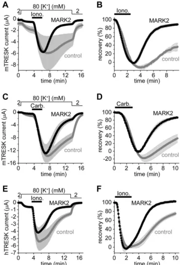 Figure 2. The coexpression of MARK2 with TRESK accelerates the return of the background K + current to the resting state after the calcium-dependent activation